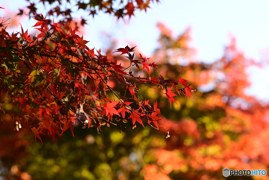 水辺の紅葉