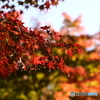 水辺の紅葉