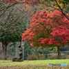 宮ヶ瀬湖の紅葉撮影