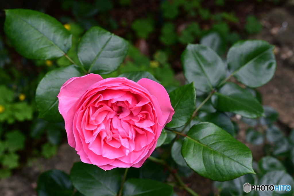 薔薇