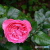 薔薇