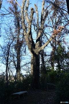 古木の枝ぶり