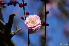 相模原北公園の梅３
