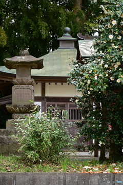 神社の春