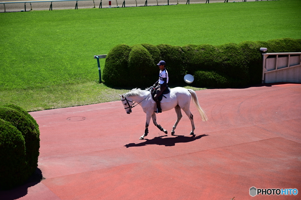 競馬場の休日　白馬