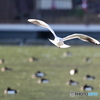 不忍池のユリカモメ滑空