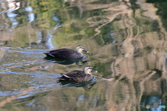 井の頭のコガモ