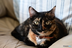 ソファー猫