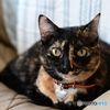 ソファー猫