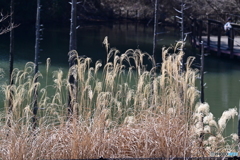 小山内裏公園大田切池のススキと枯れ杉