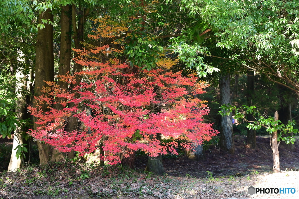 紅葉