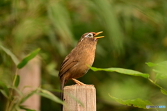 都立小宮公園のガビチョウ
