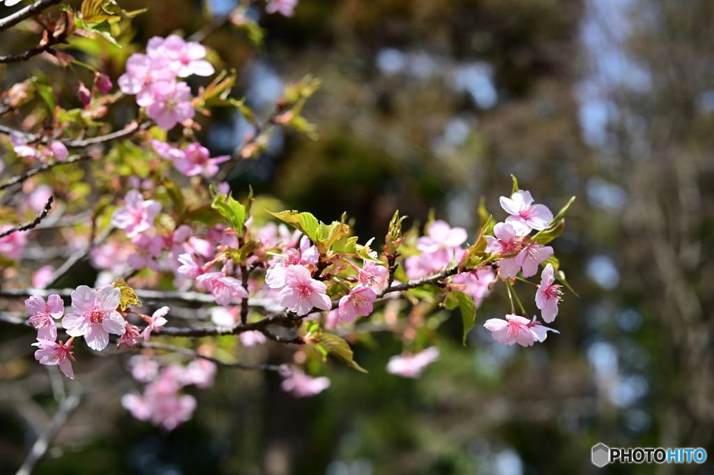 多摩御陵の桜４