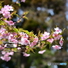 多摩御陵の桜４
