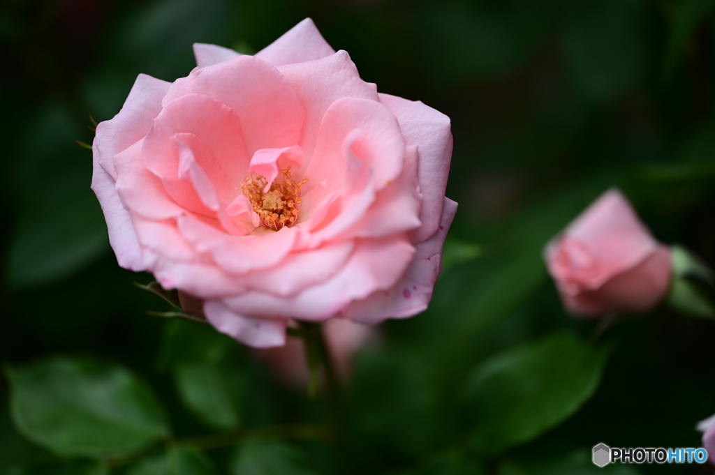 薔薇