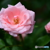 薔薇