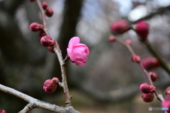 相模原北公園の梅２