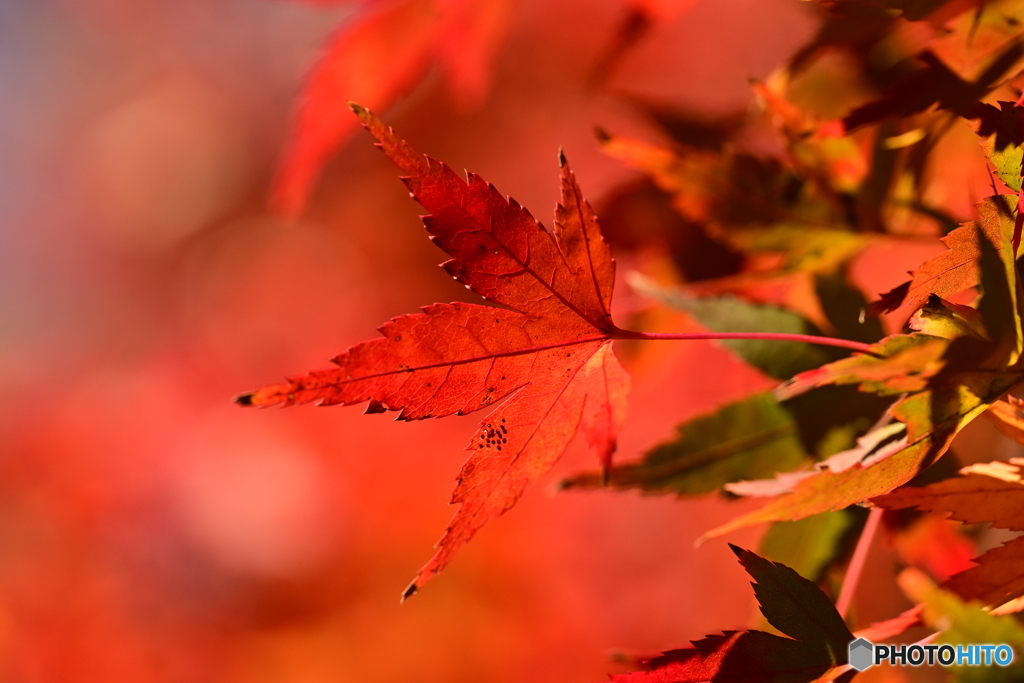 もみじの紅葉