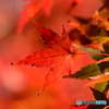 もみじの紅葉