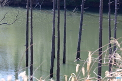 小山内裏公園大田切池の枯れ杉