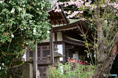 春のお地蔵様４