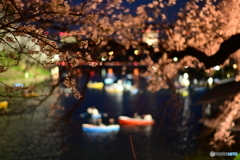 夜桜ボート