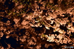 千鳥ヶ淵の夜桜