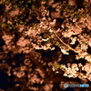 千鳥ヶ淵の夜桜