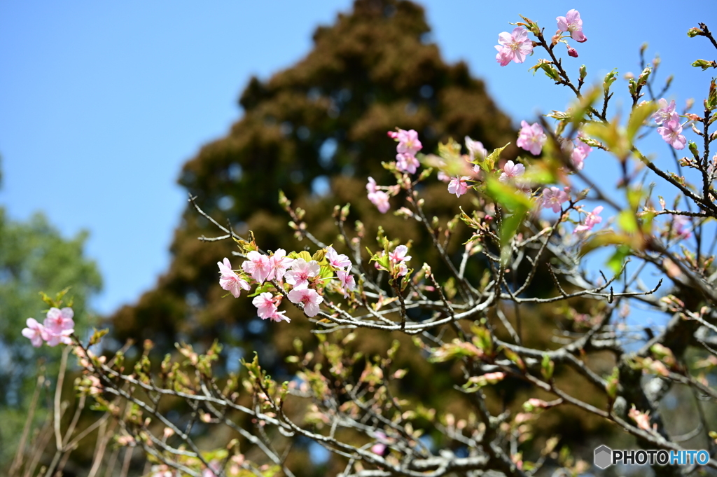 多摩御陵の桜２