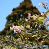 多摩御陵の桜２
