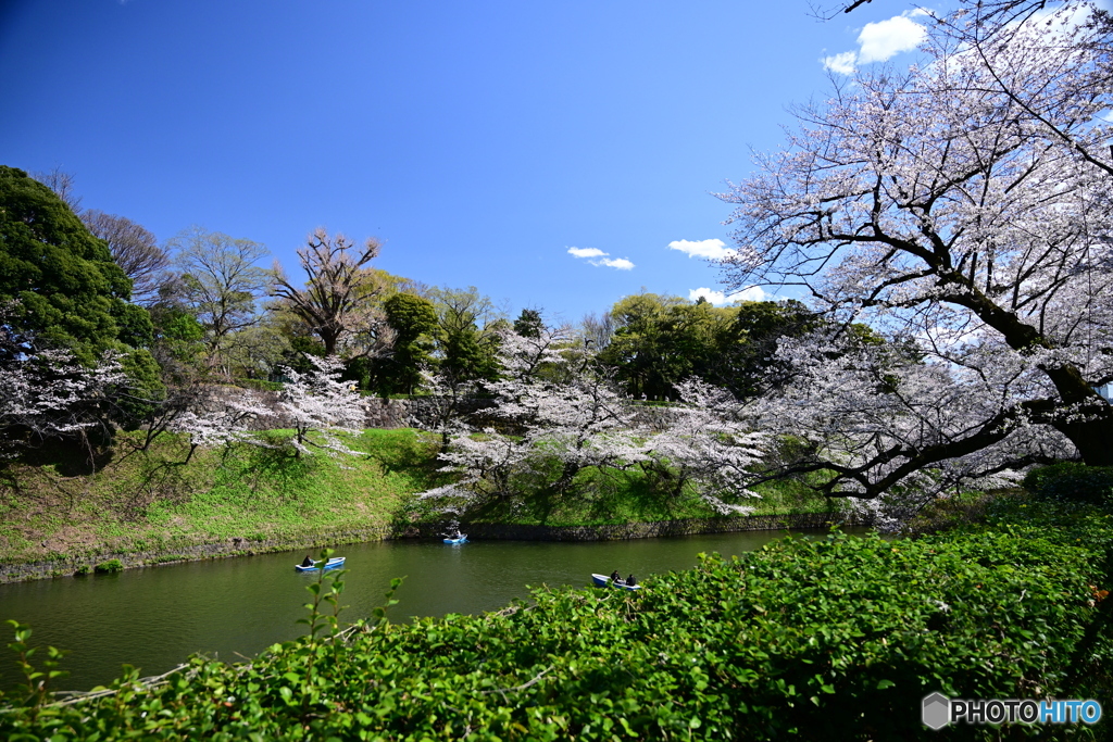 千鳥ヶ淵の風景