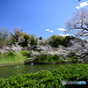 千鳥ヶ淵の風景