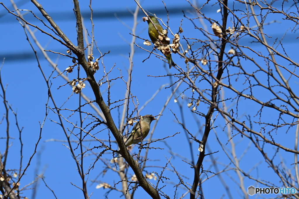 小山内裏公園のカワラヒワ