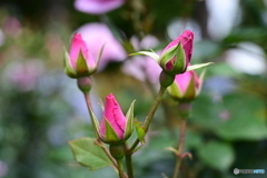 薔薇