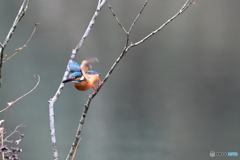 多摩御陵のカワセミ５
