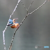 多摩御陵のカワセミ５