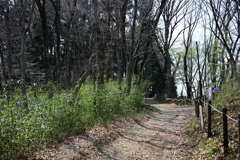 長沼公園の雑木林