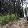 長沼公園の雑木林