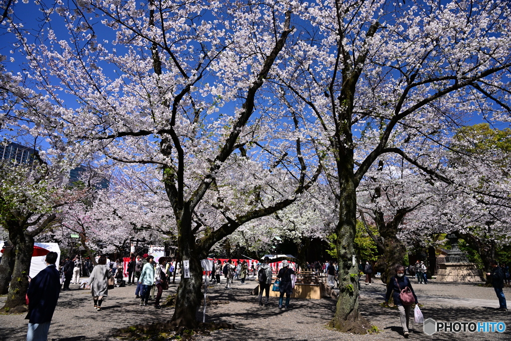 靖国神社の桜