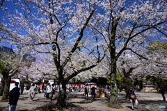 靖国神社の桜