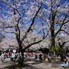 靖国神社の桜