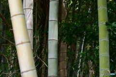 春の竹林２