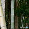 春の竹林２