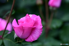 薔薇