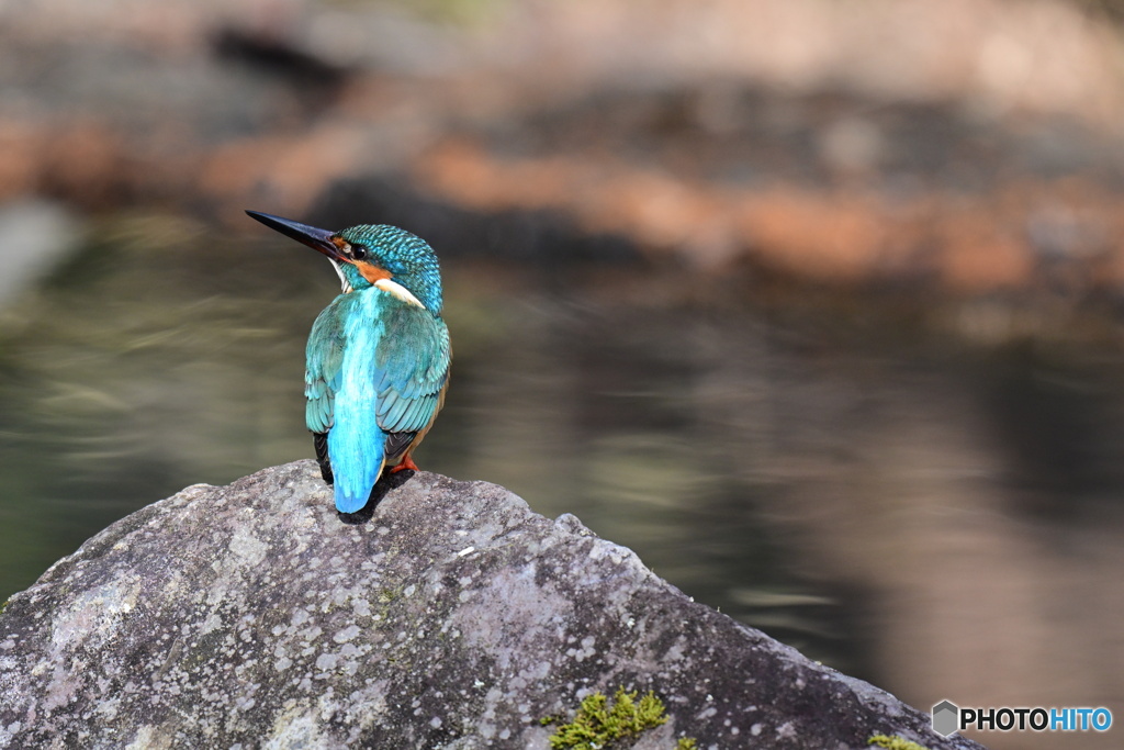 多摩御陵のカワセミ２６