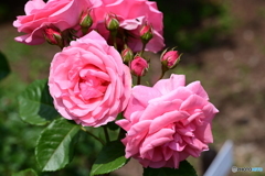 薔薇