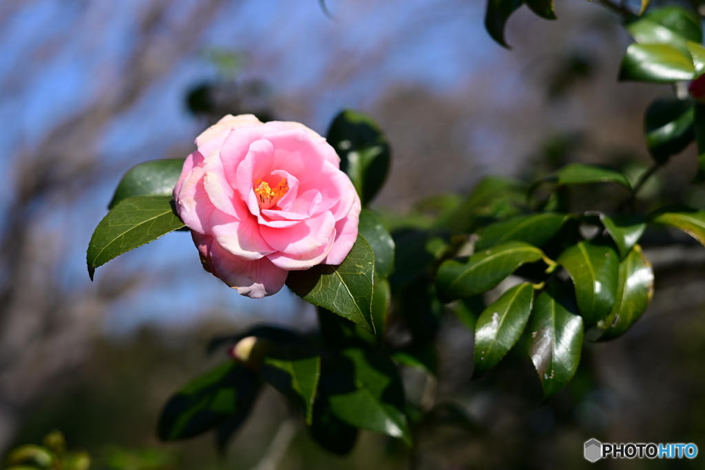 椿