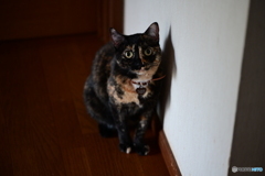 廊下の猫