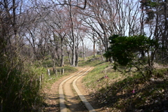 長沼公園の尾根道