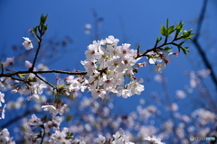 靖国神社の桜満開